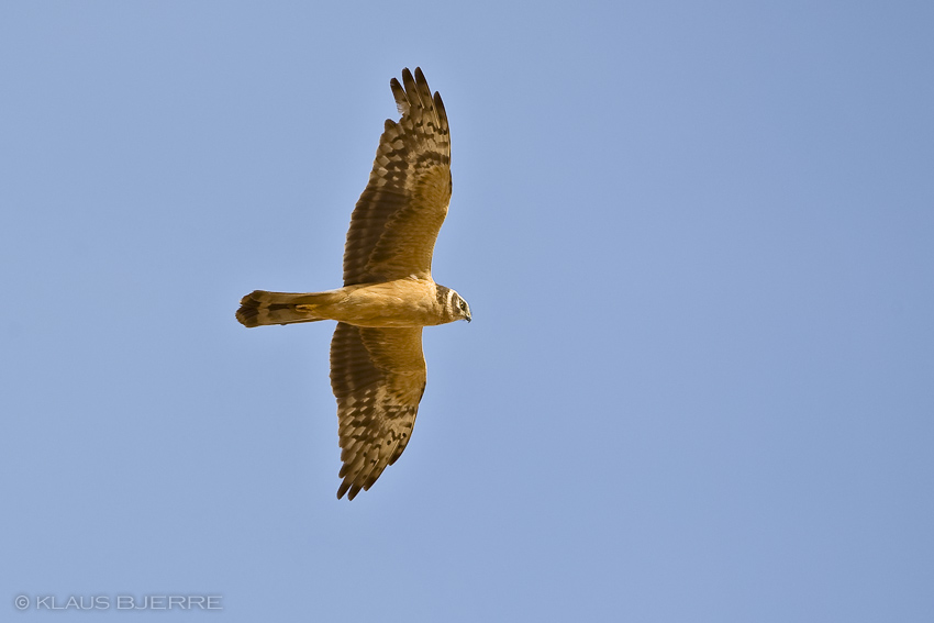 Pallid Harrier_KBJ3160.jpg - Pallid Harrier 2 cy male  - Yotvata